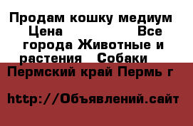Продам кошку медиум › Цена ­ 6 000 000 - Все города Животные и растения » Собаки   . Пермский край,Пермь г.
